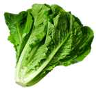 fresh lettuce